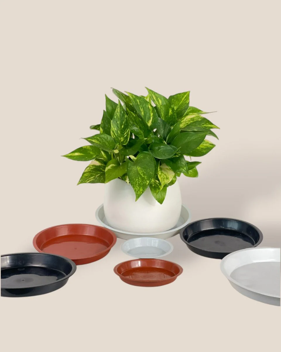 Plastic Tray (Black) - Image 2