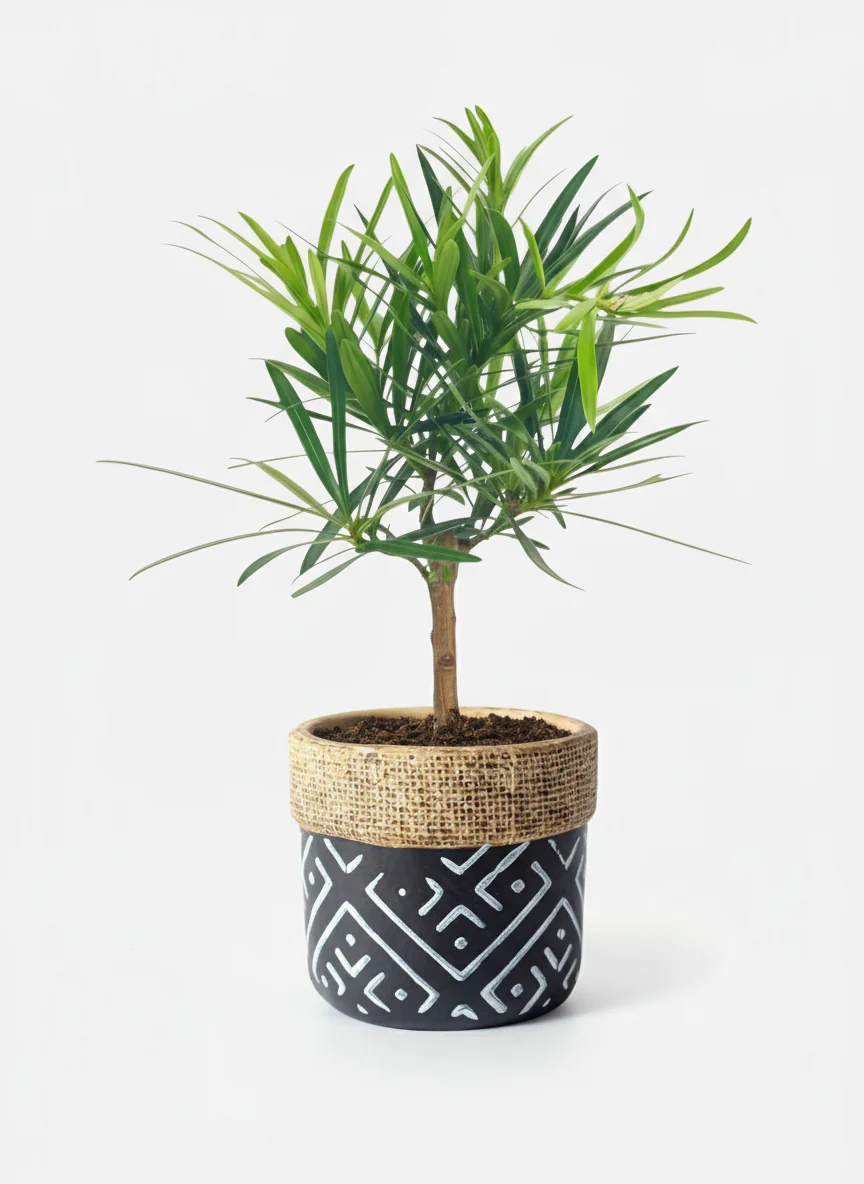 Podocarpus Macrophyllus - Image 7