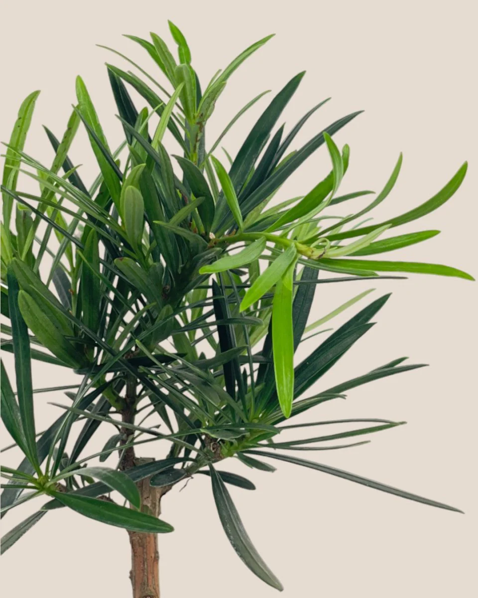 Podocarpus Macrophyllus - Image 9