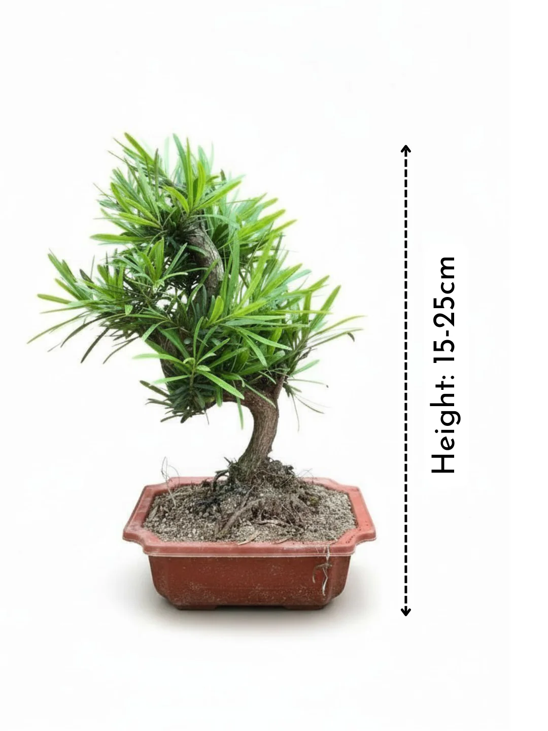 Podocarpus Macrophyllus Bonsai - Image 11