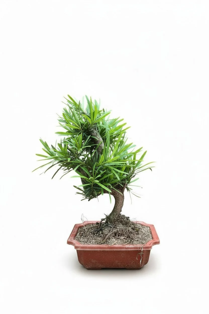 Podocarpus Macrophyllus Bonsai - Image 12