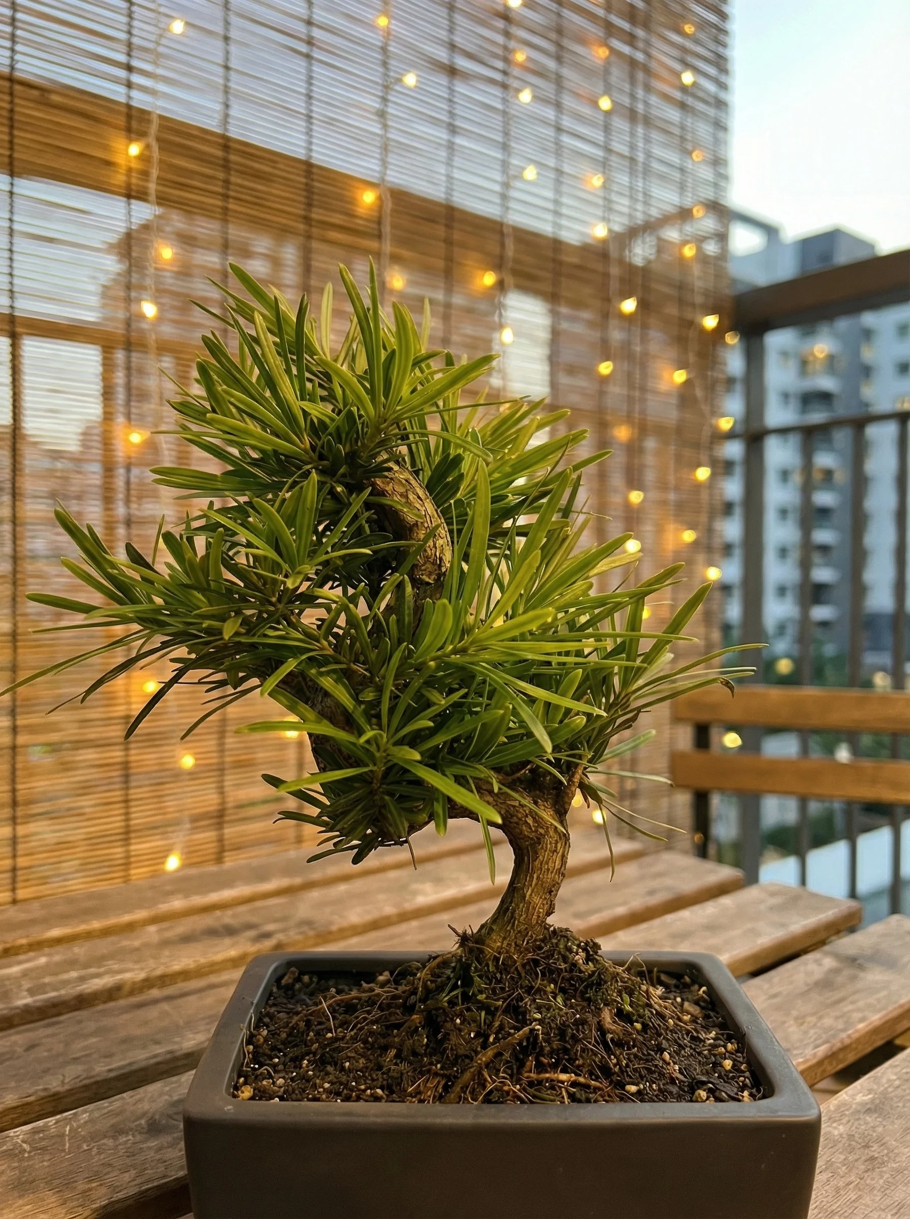 Podocarpus Macrophyllus Bonsai - Image 5