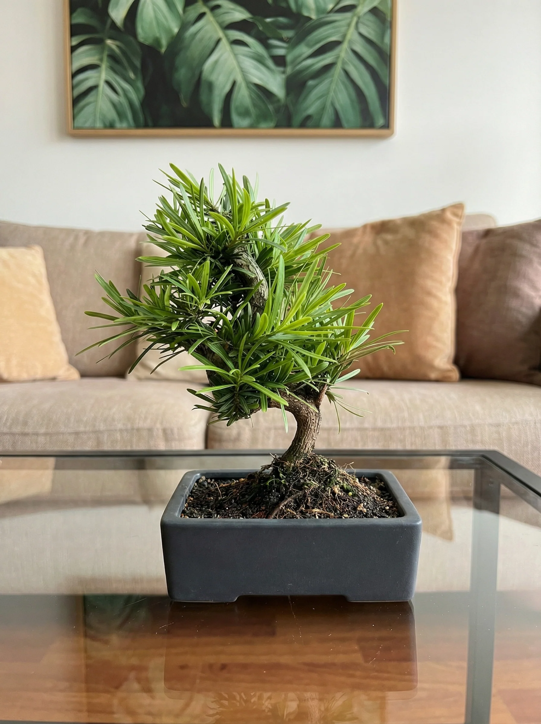 Podocarpus Macrophyllus Bonsai - Image 6