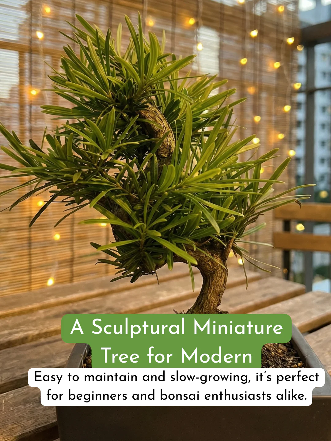 Podocarpus Macrophyllus Bonsai - Image 9