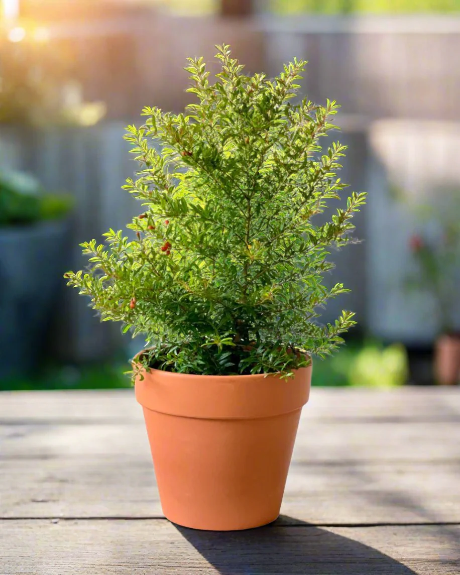 Pomegranate Plant Standard
