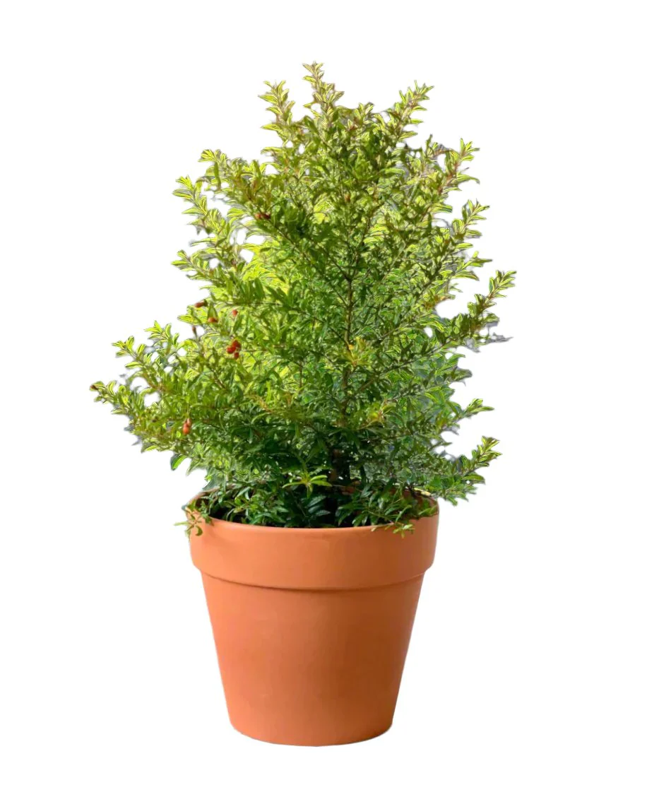 Pomegranate Plant Standard - Image 3