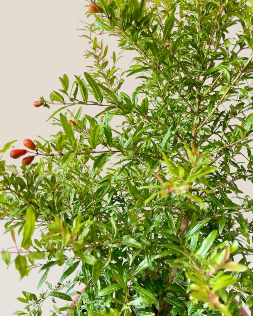 Pomegranate Plant Standard - Image 4