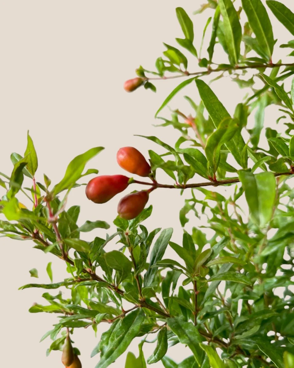 Pomegranate Plant Standard - Image 5