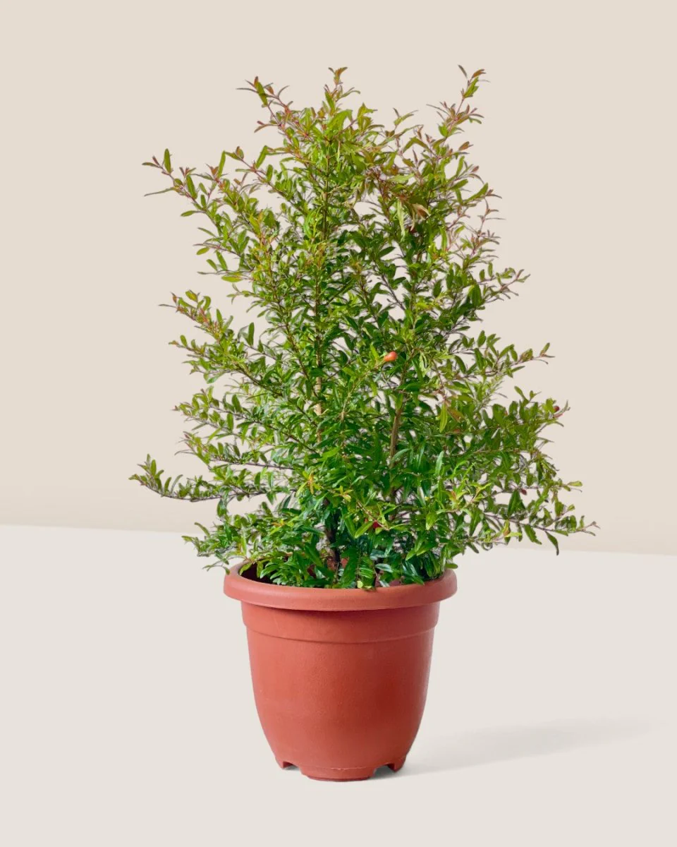 Pomegranate Plant Standard - Image 6