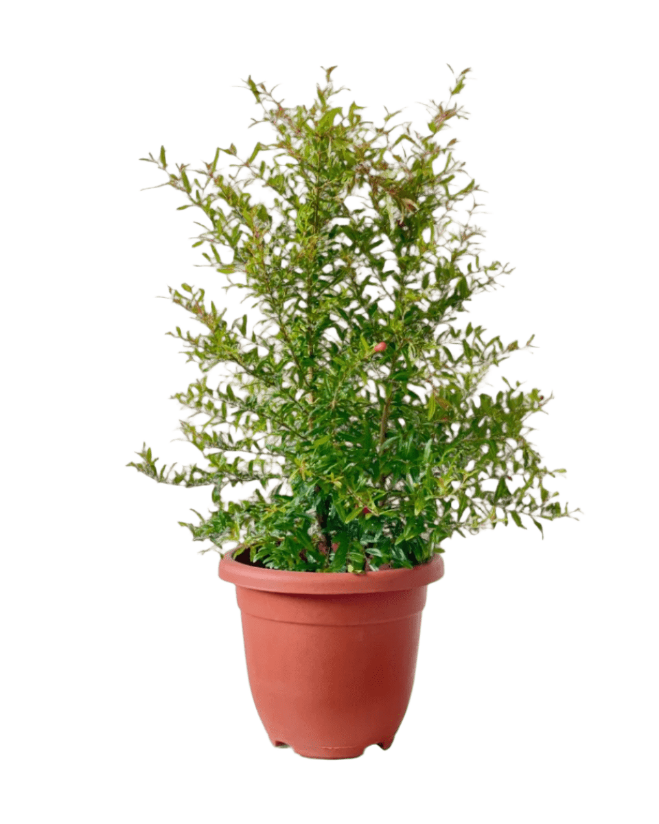 Pomegranate Plant Standard - Image 7