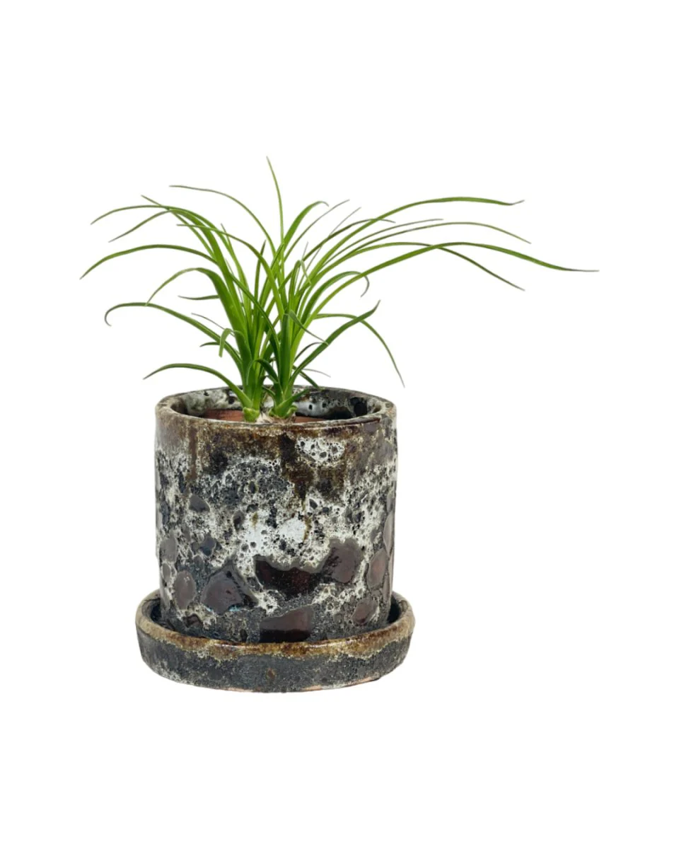 Ponytail Palm - Image 10
