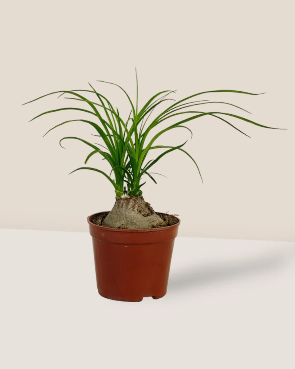 Ponytail Palm - Image 11