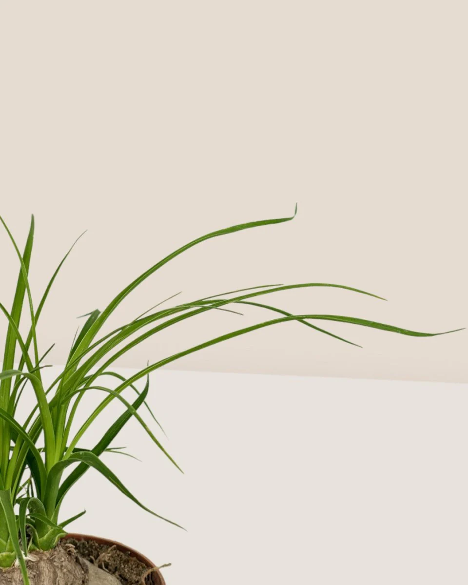 Ponytail Palm - Image 12