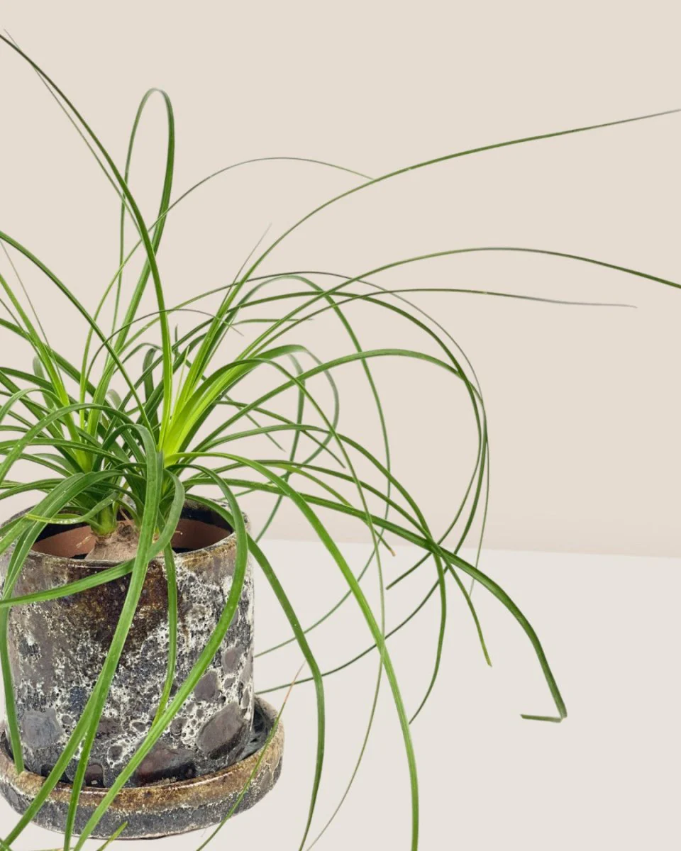 Ponytail Palm - Image 14
