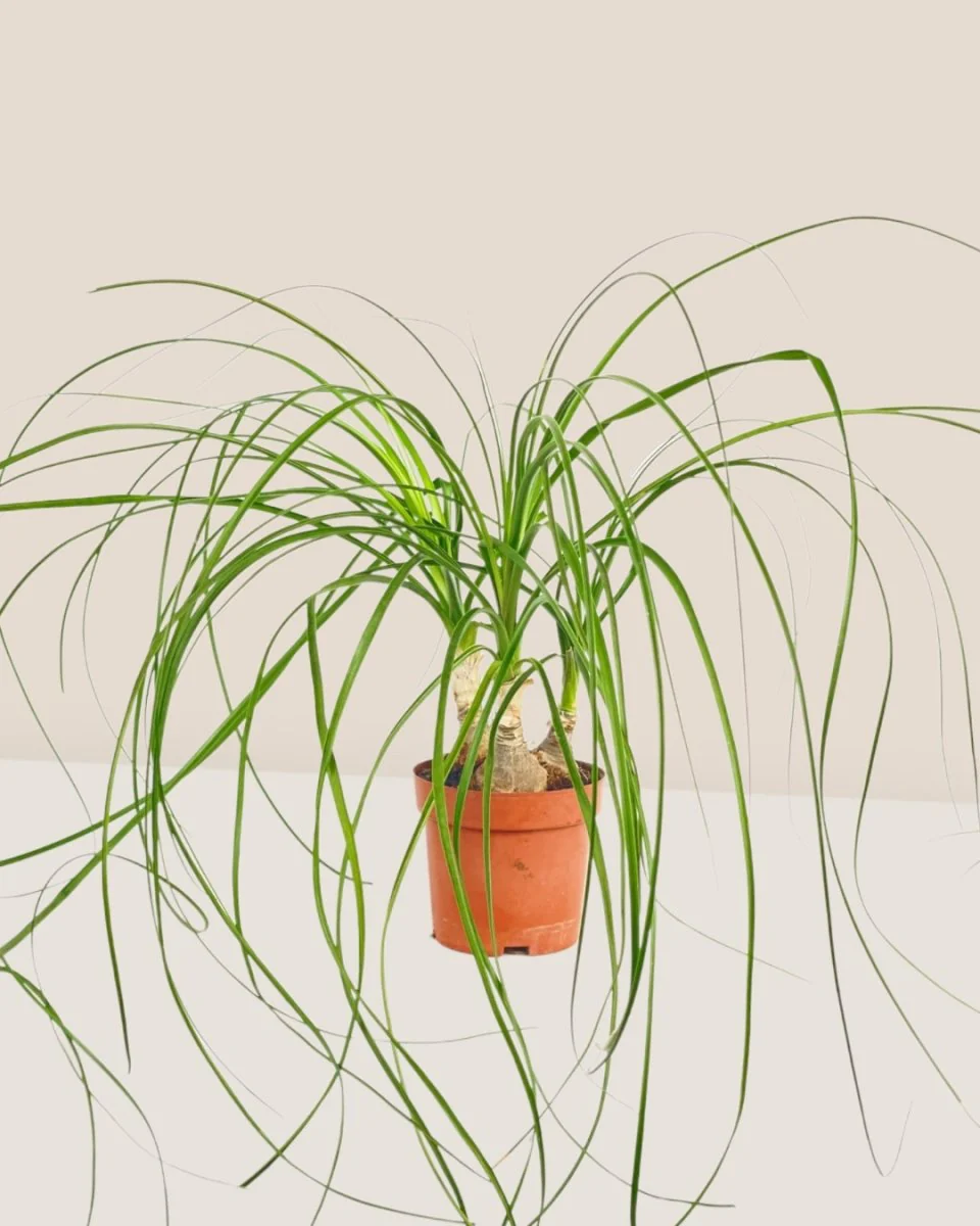 Ponytail Palm - Image 15