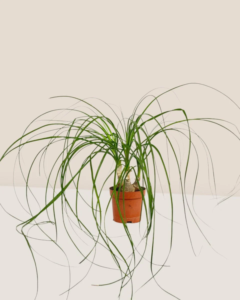 Ponytail Palm - Image 16