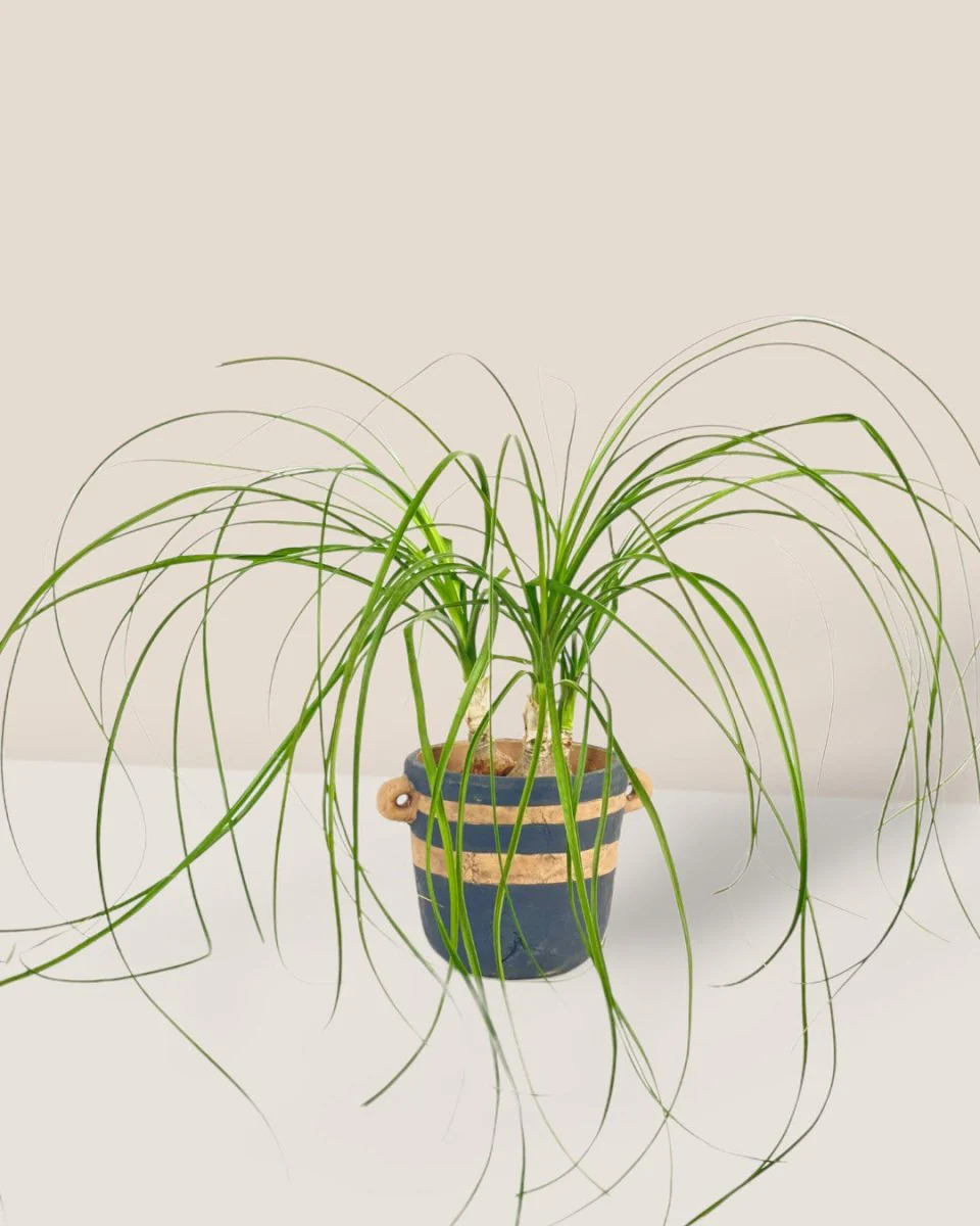 Ponytail Palm - Image 17