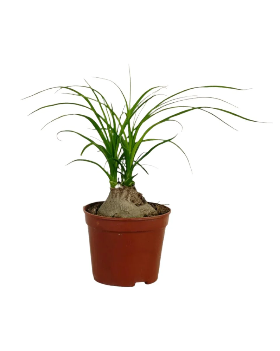 Ponytail Palm - Image 18