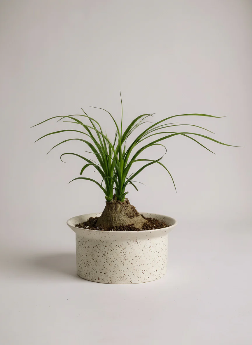 Ponytail Palm - Image 6