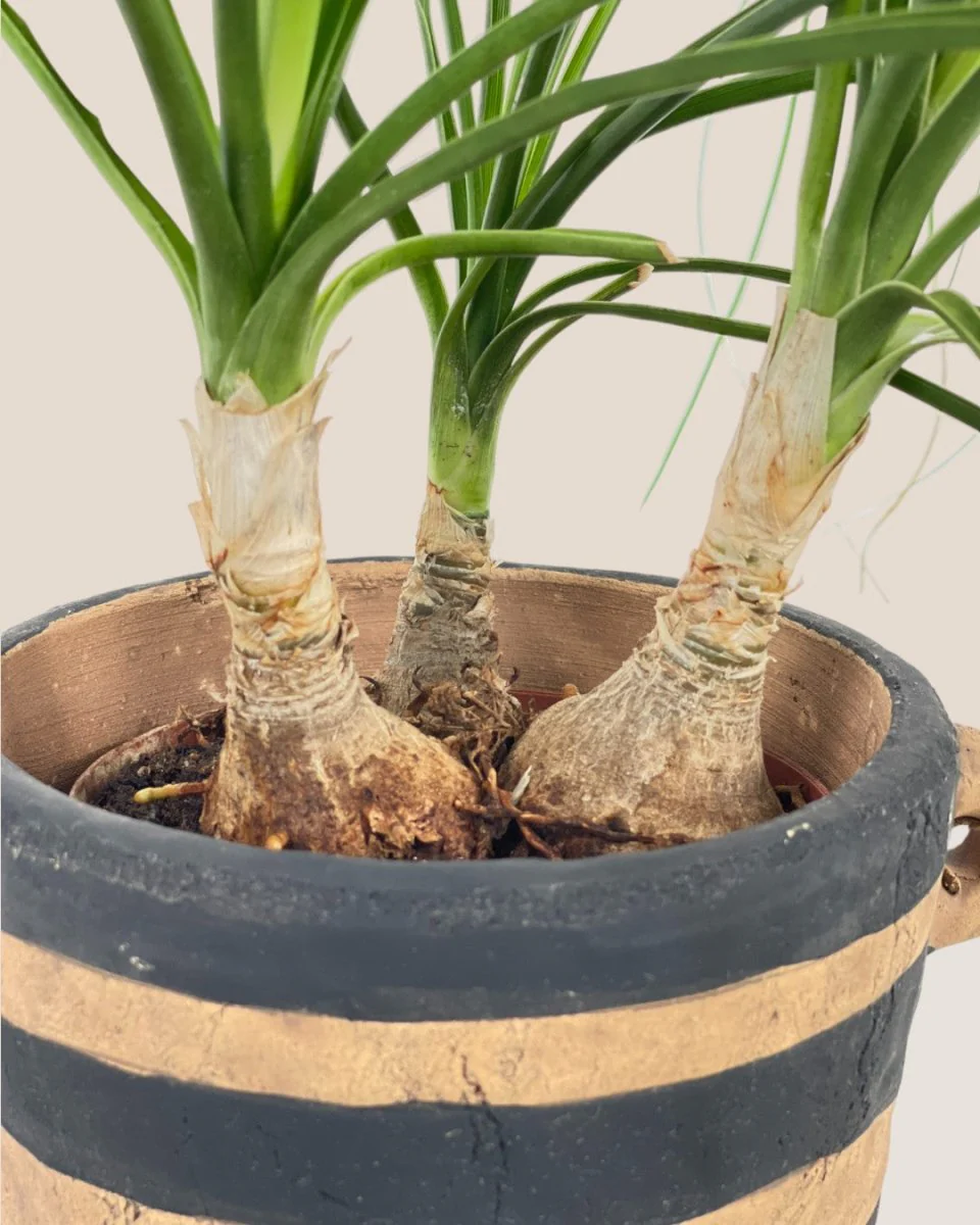 Ponytail Palm - Image 8