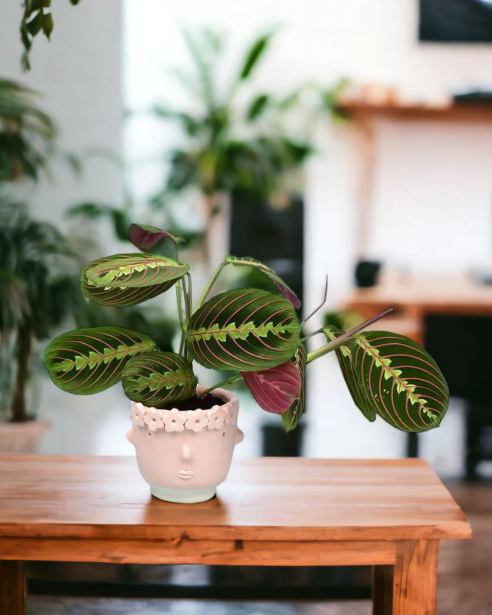 Marantha Prayer Plant - Image 2