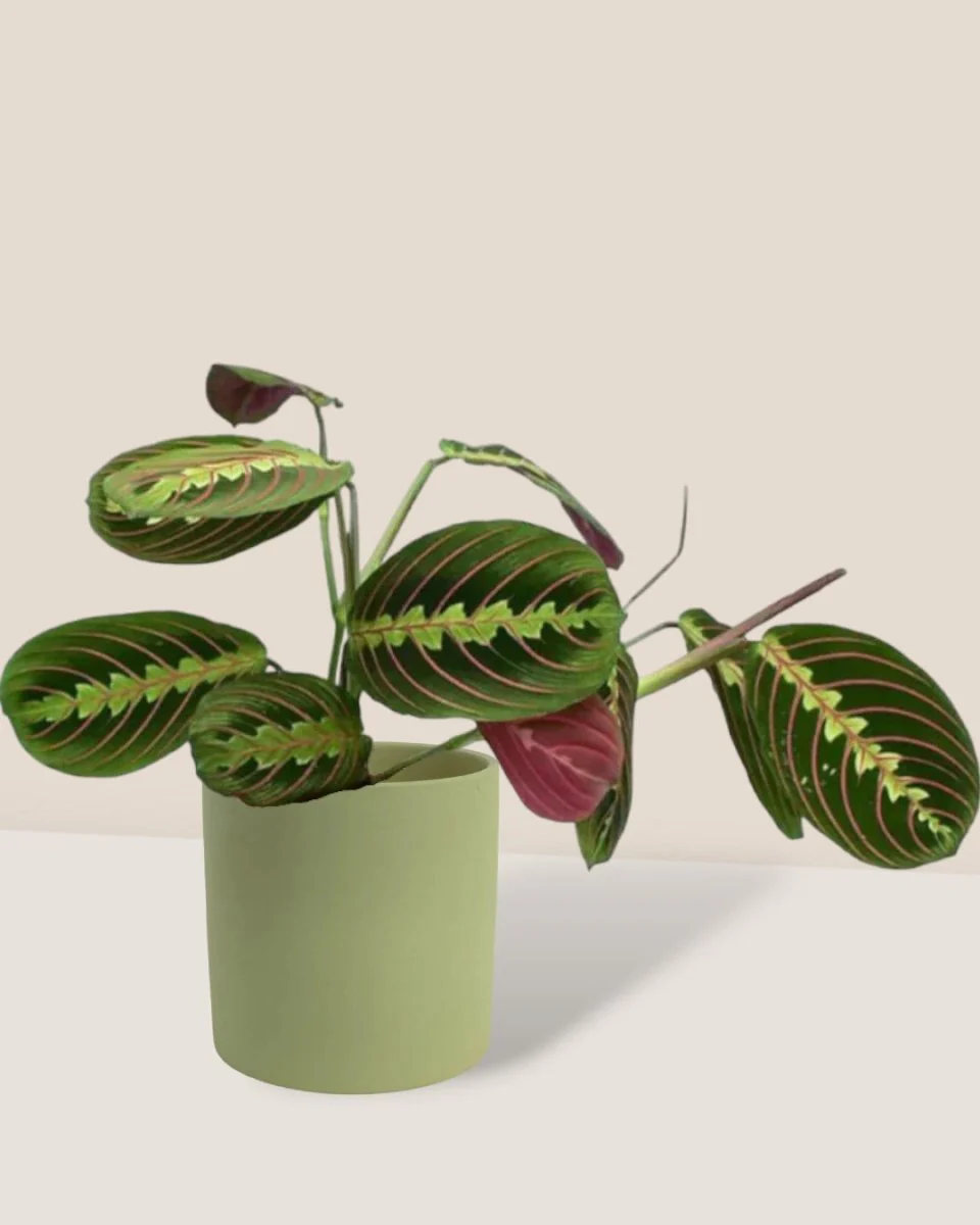 Marantha Prayer Plant - Image 6