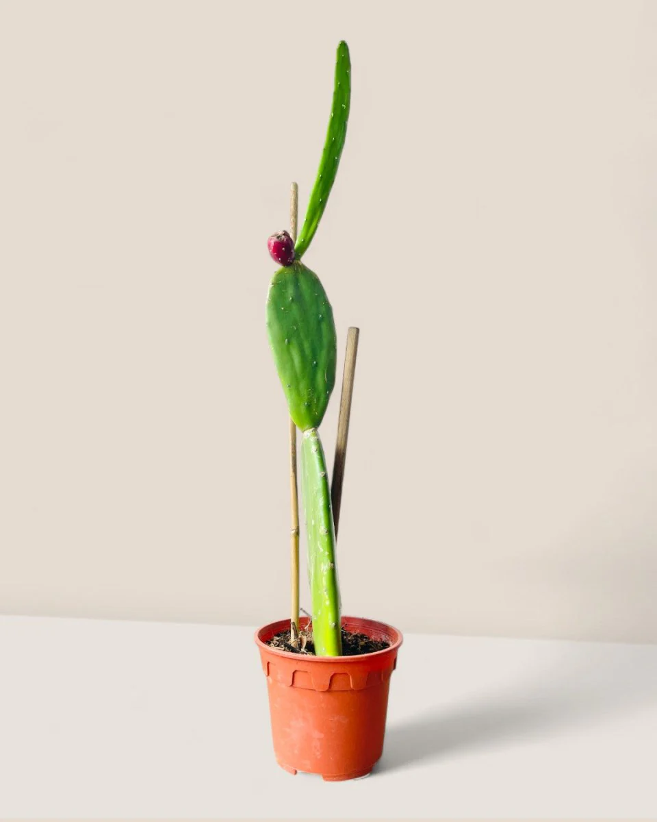 Prickly Pear Cactus (0.4m) - Image 8