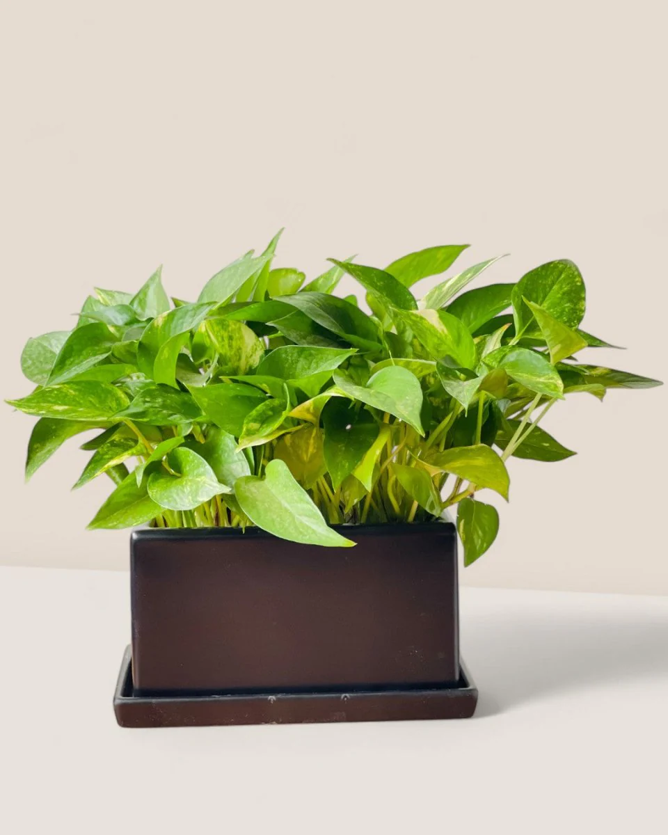 Raven Planter with Tray - Image 3