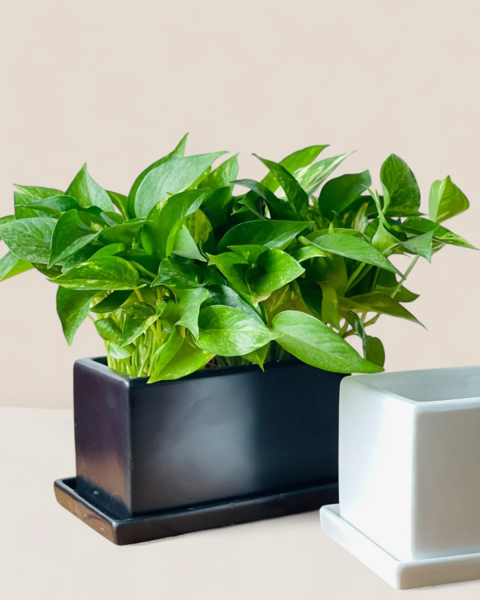 Raven Planter with Tray - Image 4