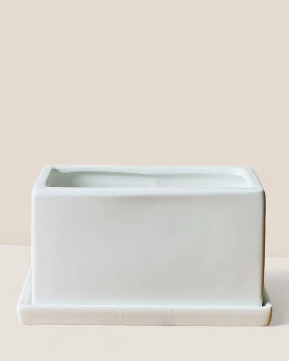 Raven Planter with Tray - Image 5