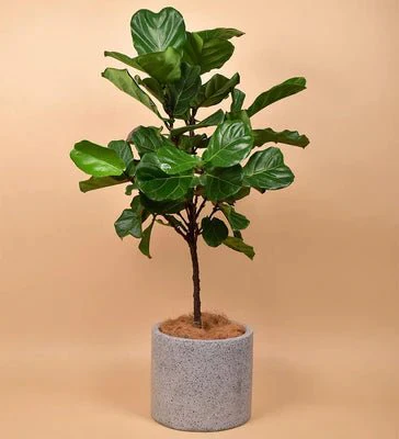 Repotting Service - Image 3