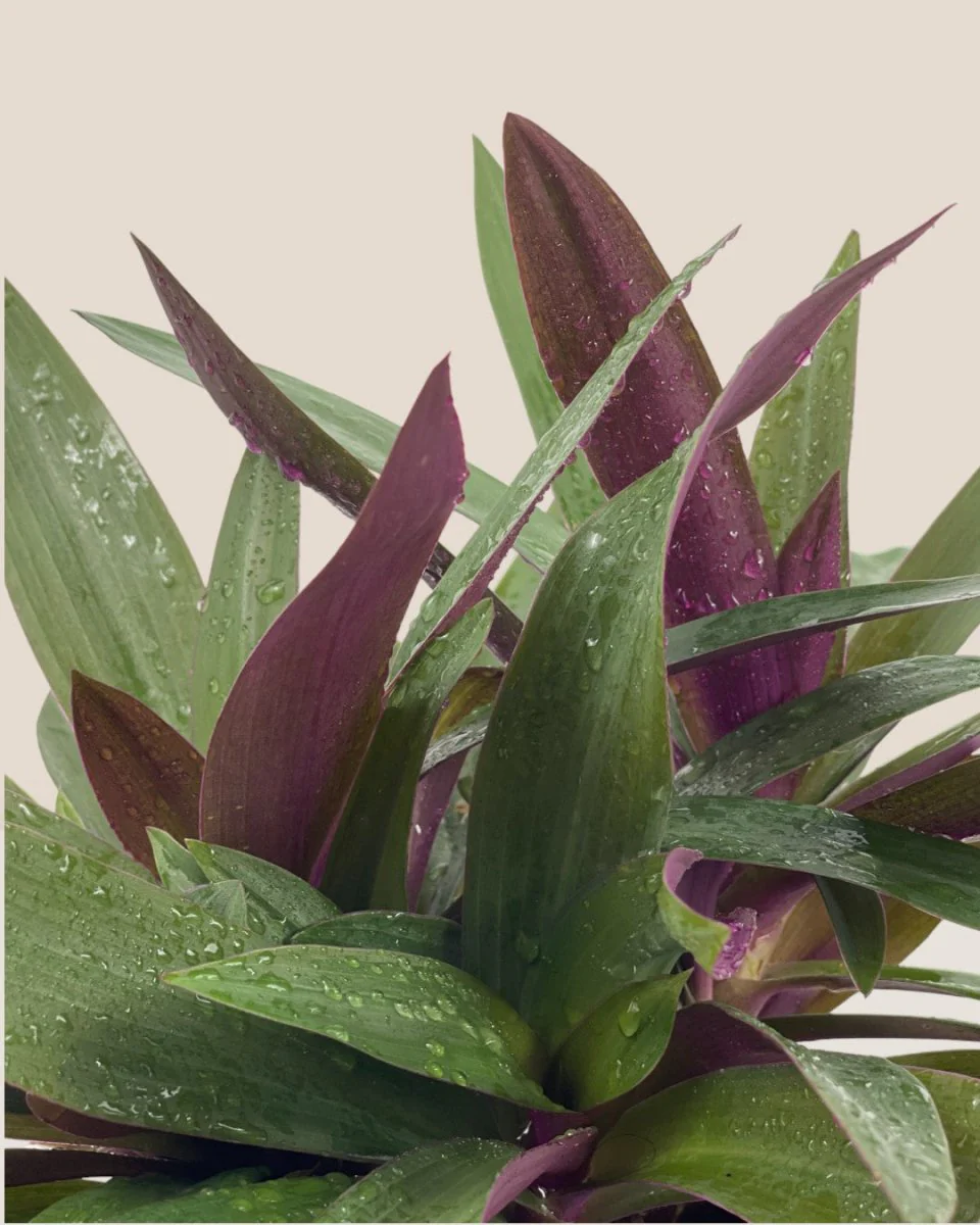 Rhoeo Plant - Image 6