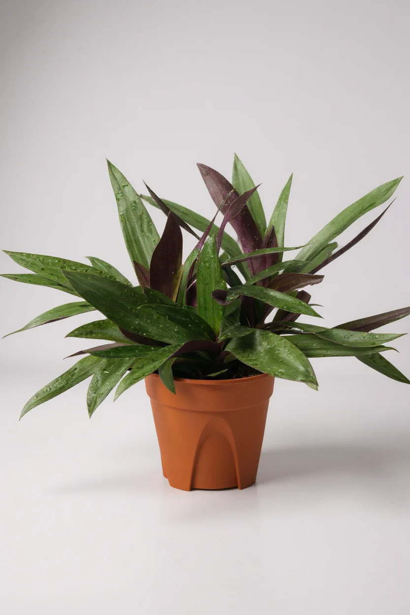 Rhoeo Plant - Image 7