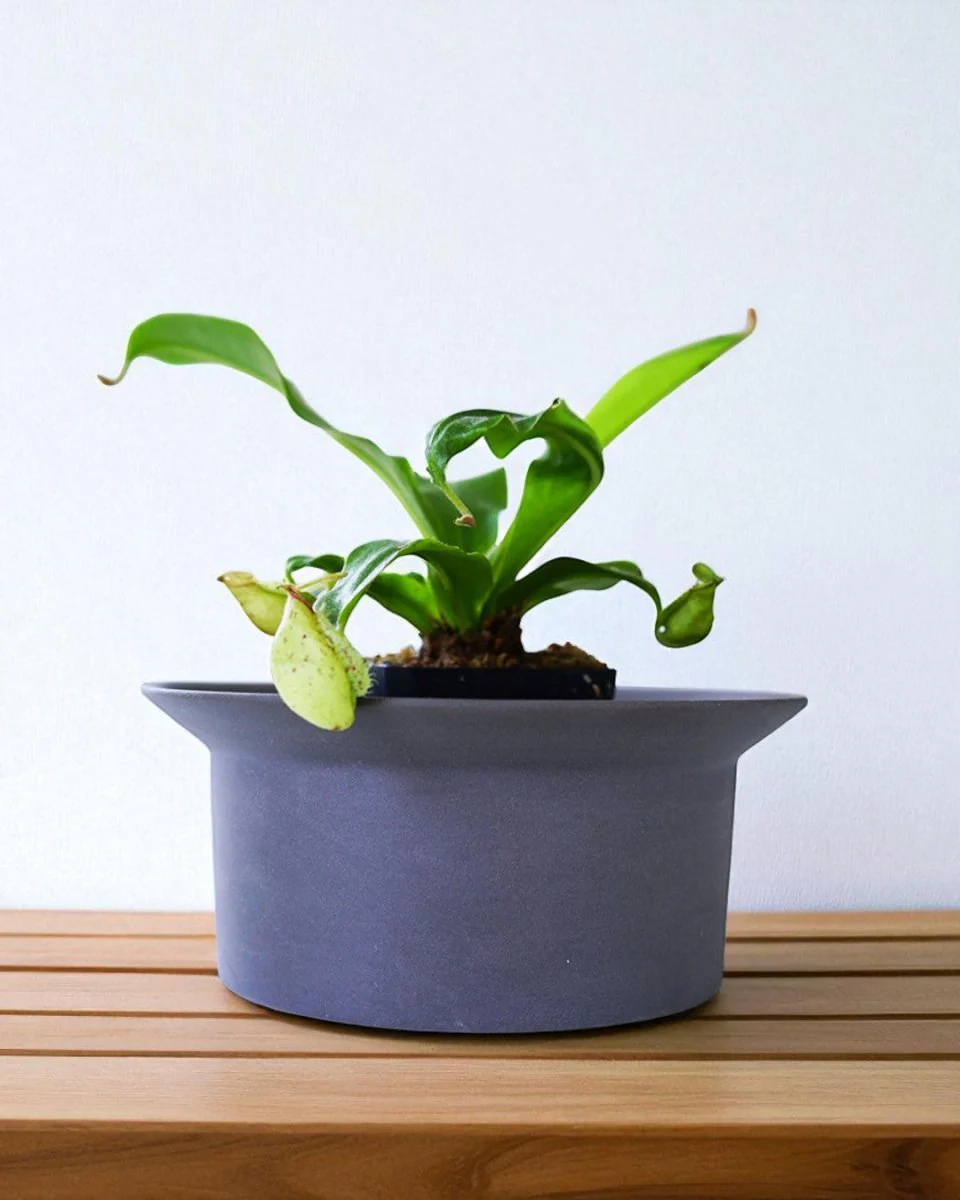 Ripple Bowl Ceramic Planter - Image 4