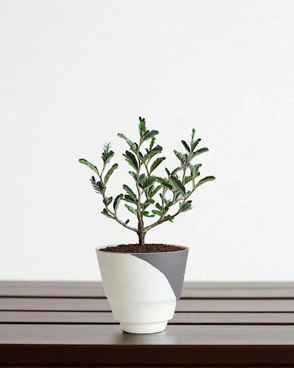 Ripple Cup Planter