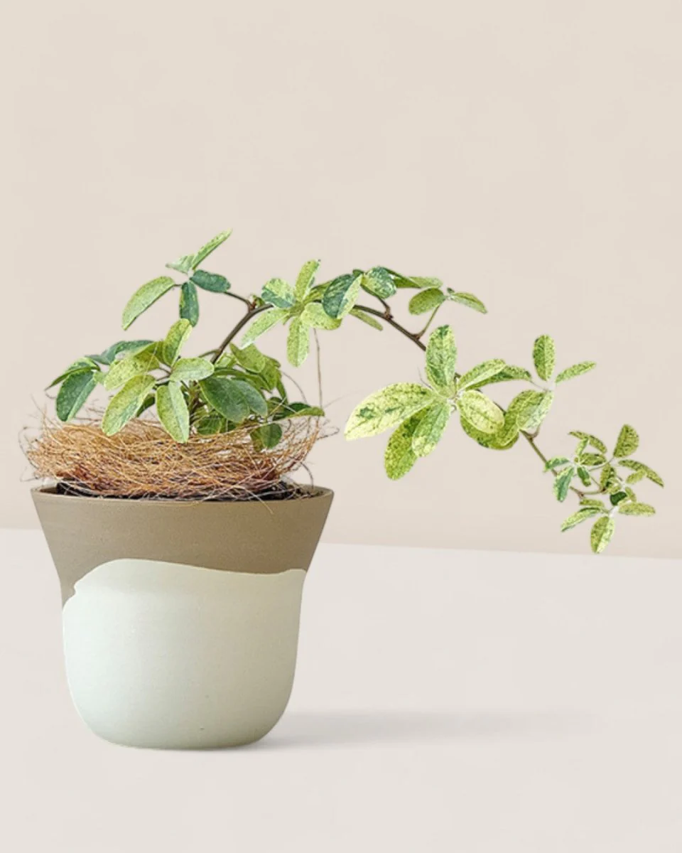 Ripple Cup Planter Mini - Image 2