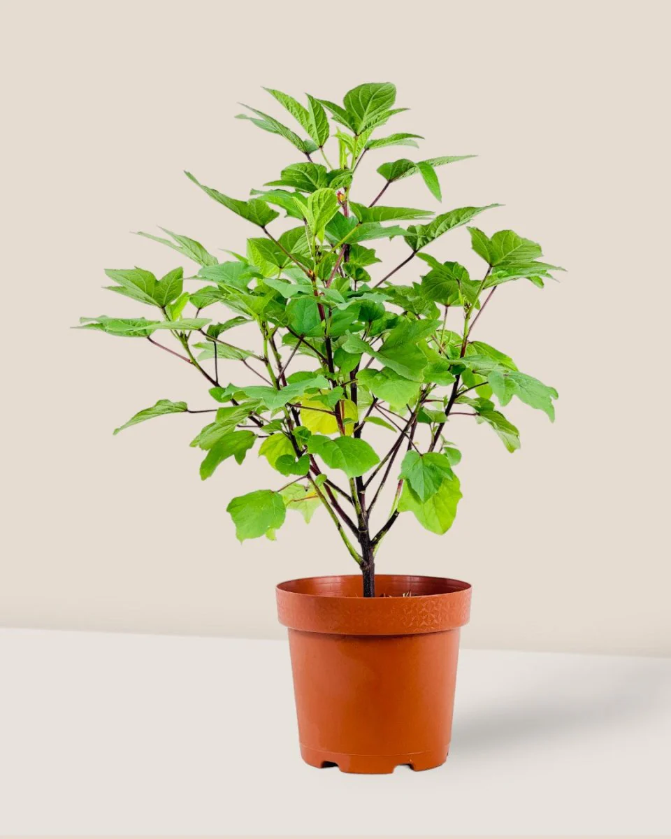 Roselle Plant - Image 3