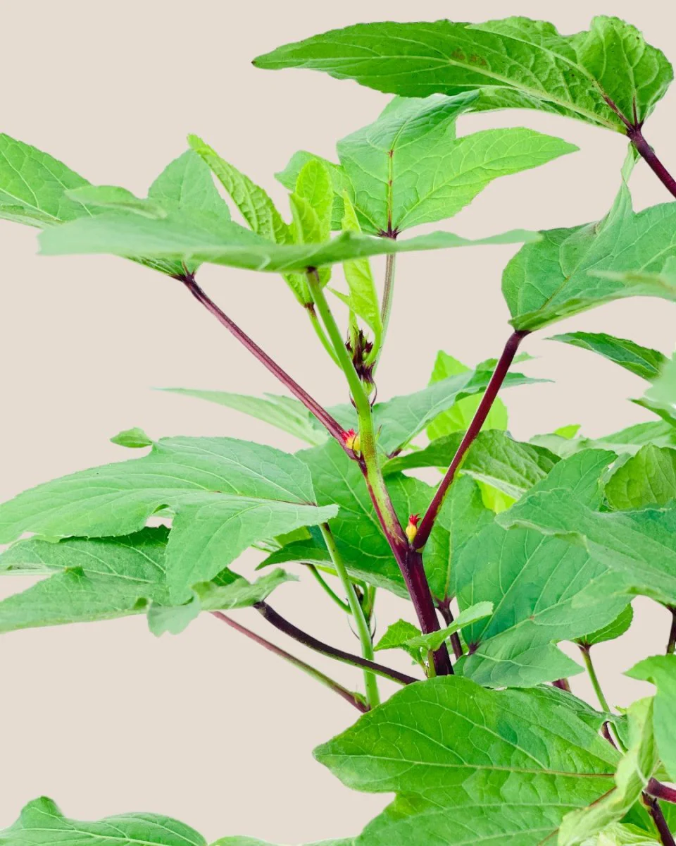 Roselle Plant - Image 4