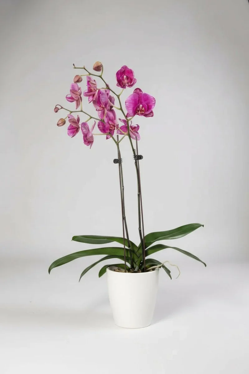 Royal Purple Phalaenopsis - Image 3