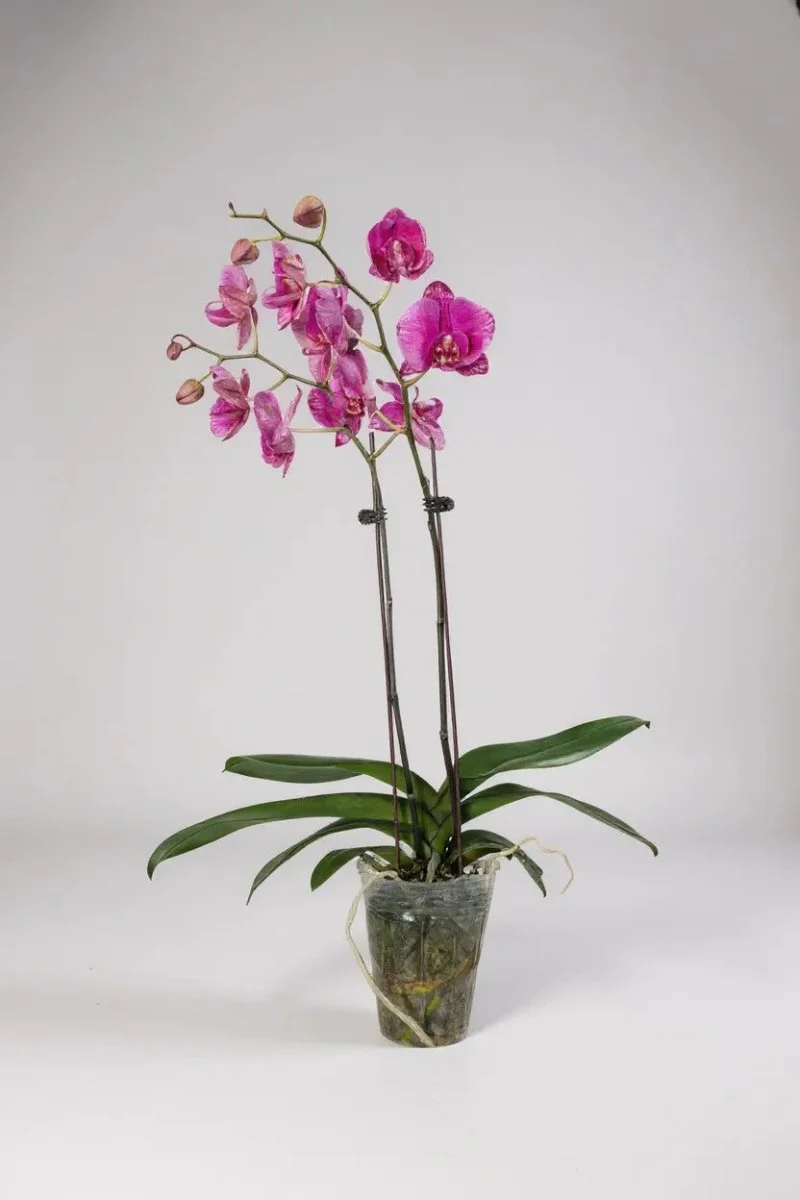 Royal Purple Phalaenopsis - Image 4