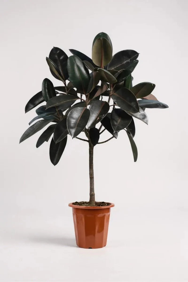 Ficus Elastica - Rubber Tree - Image 5