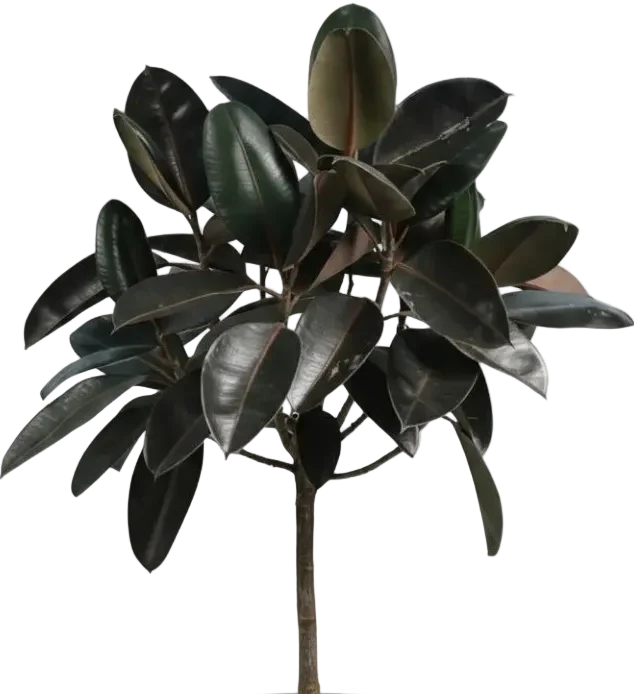 Ficus Elastica - Rubber Tree - Image 6