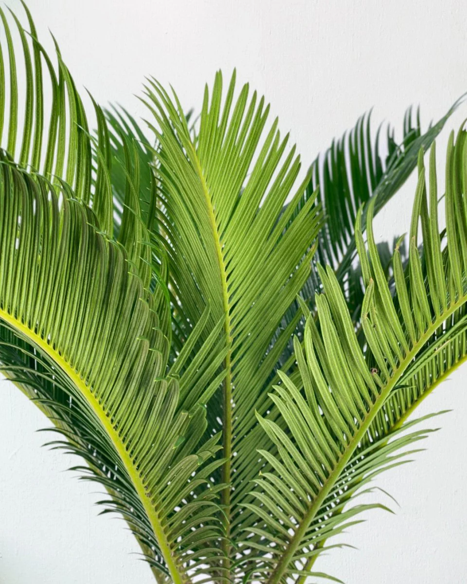 Sago Palm (0.6m) - Image 6