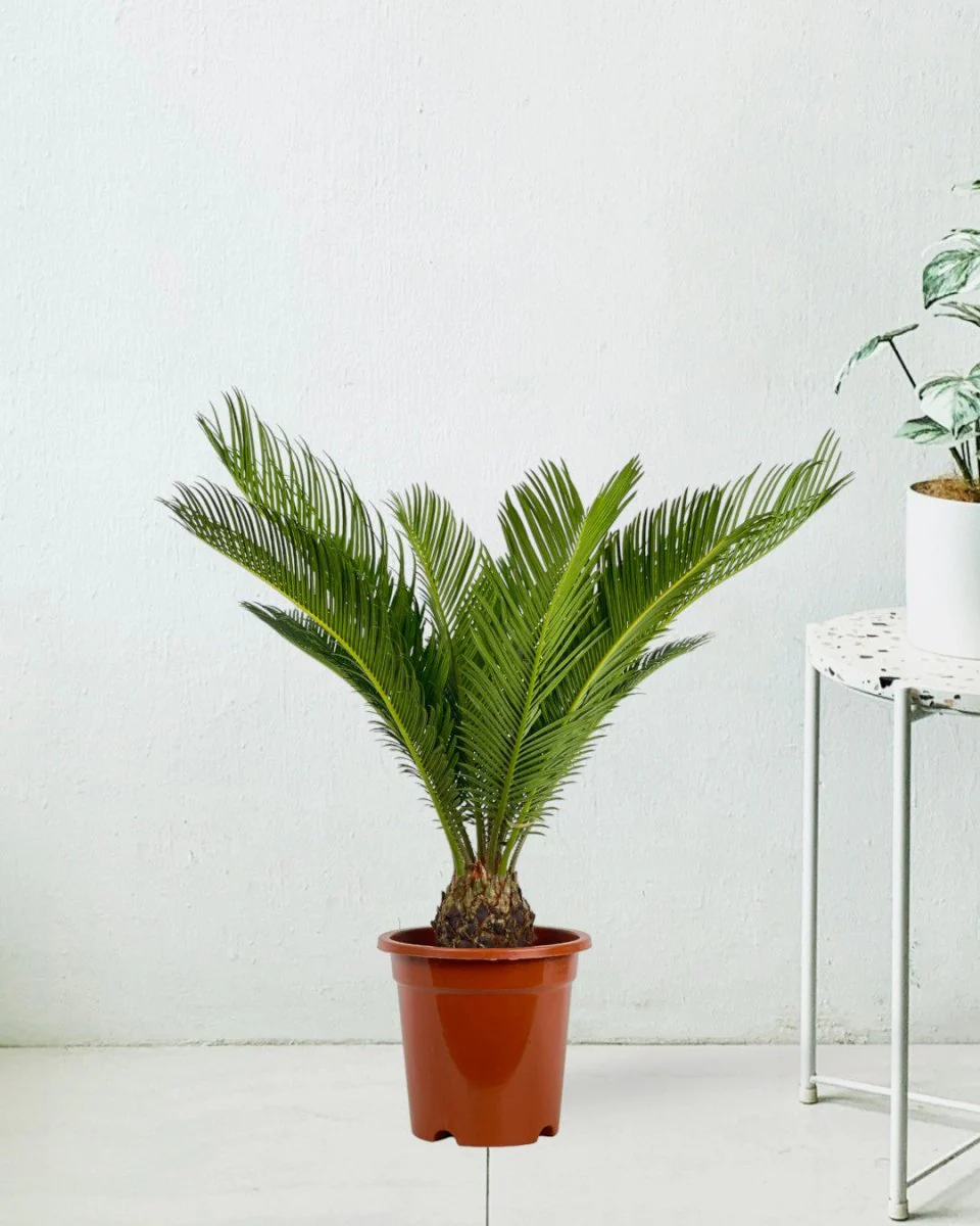 Sago Palm (0.6m) - Image 7
