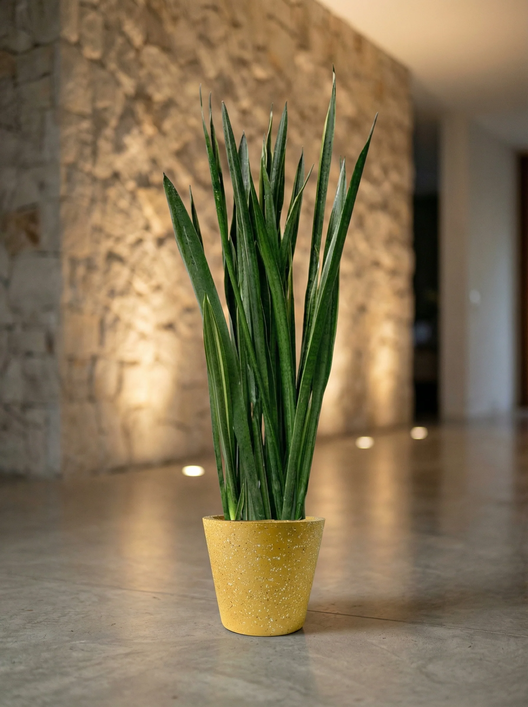Sansevieria Black Gold