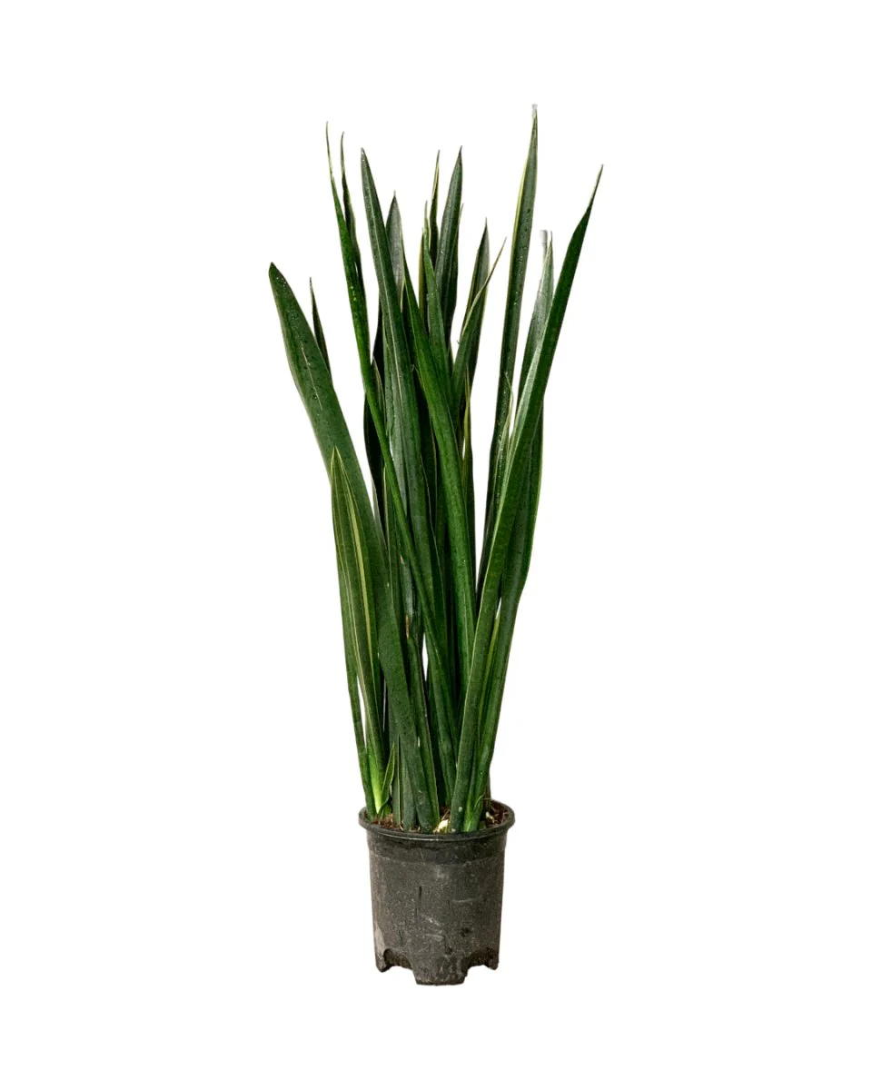 Sansevieria Black Gold - Image 10