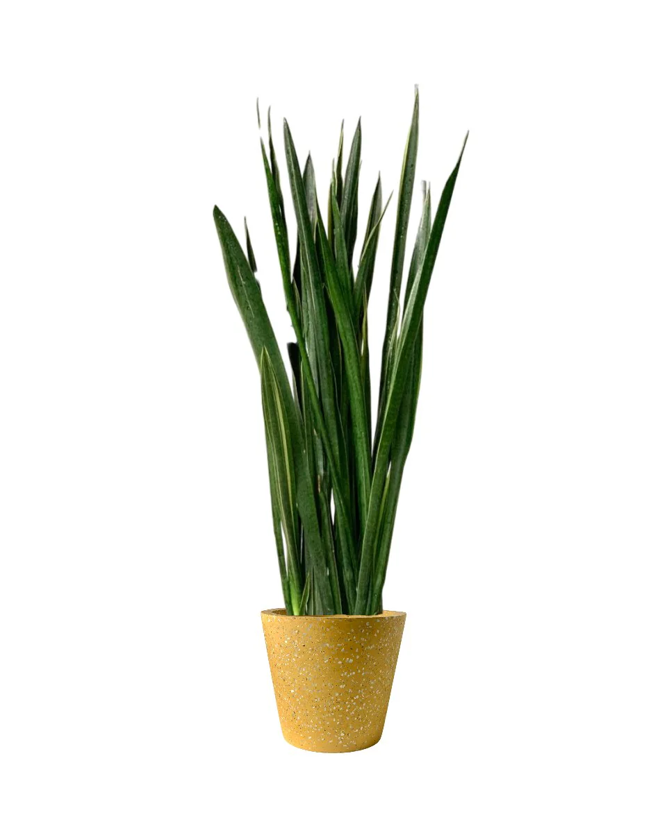 Sansevieria Black Gold - Image 13