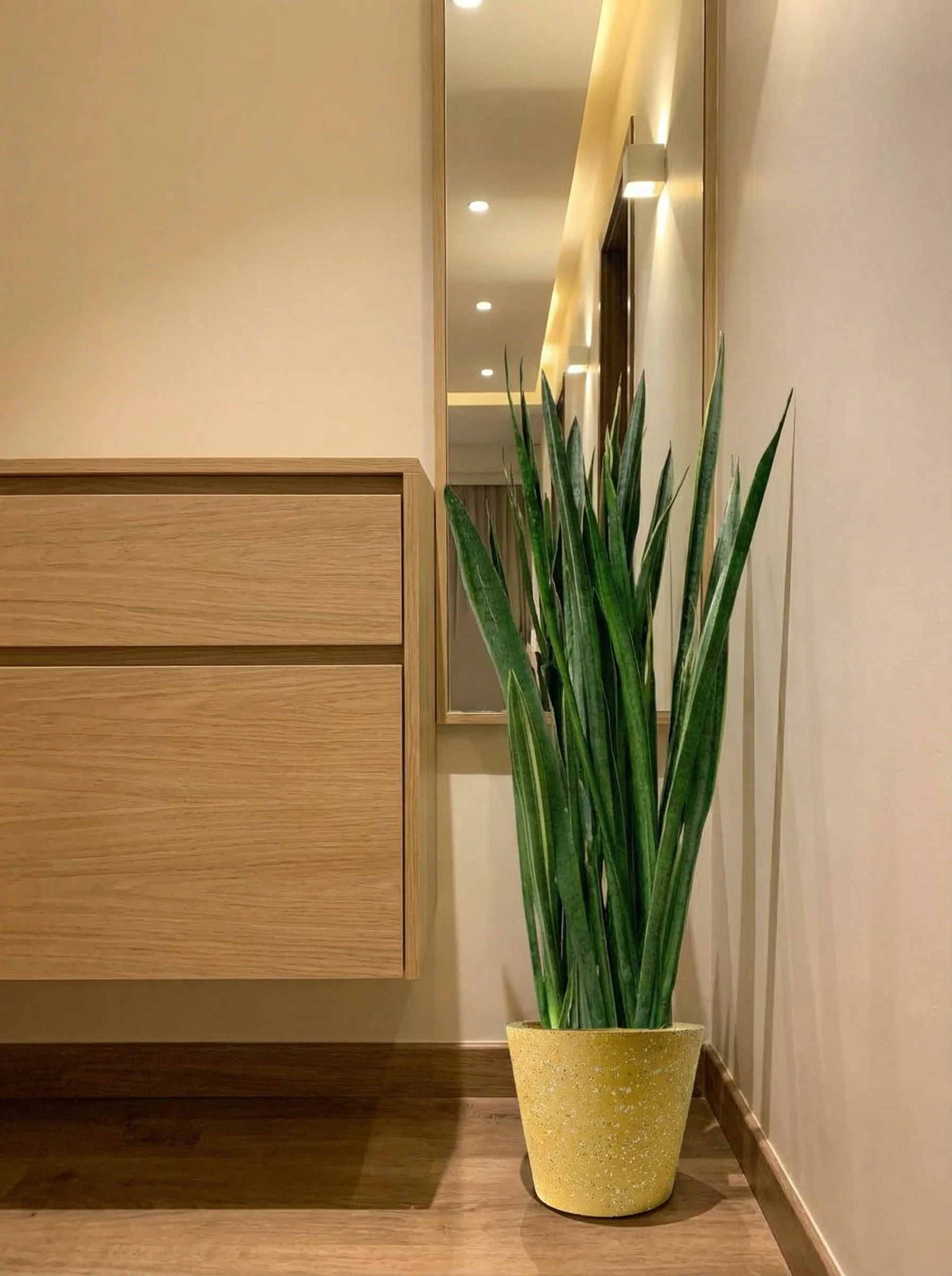 Sansevieria Black Gold - Image 3