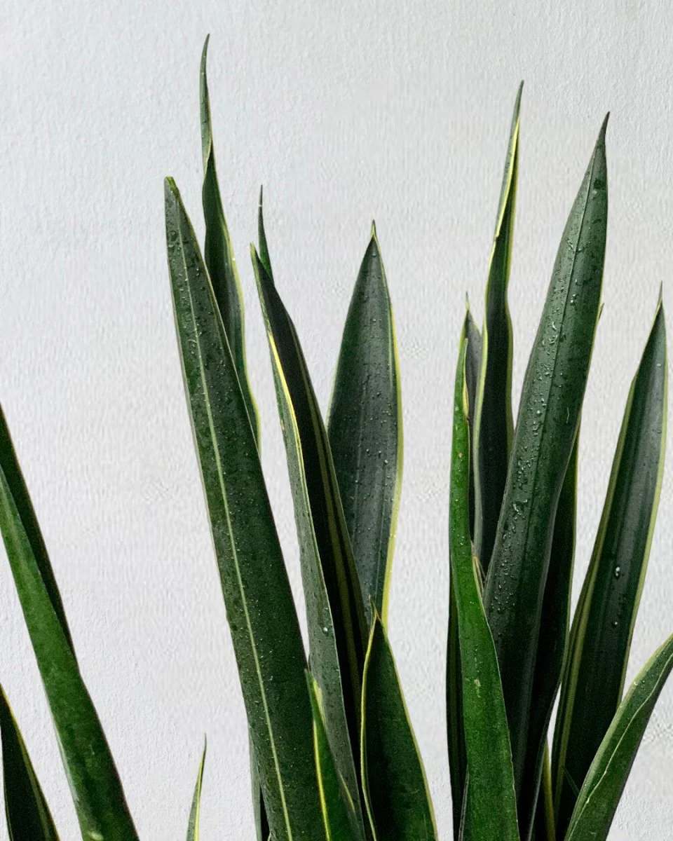 Sansevieria Black Gold - Image 6