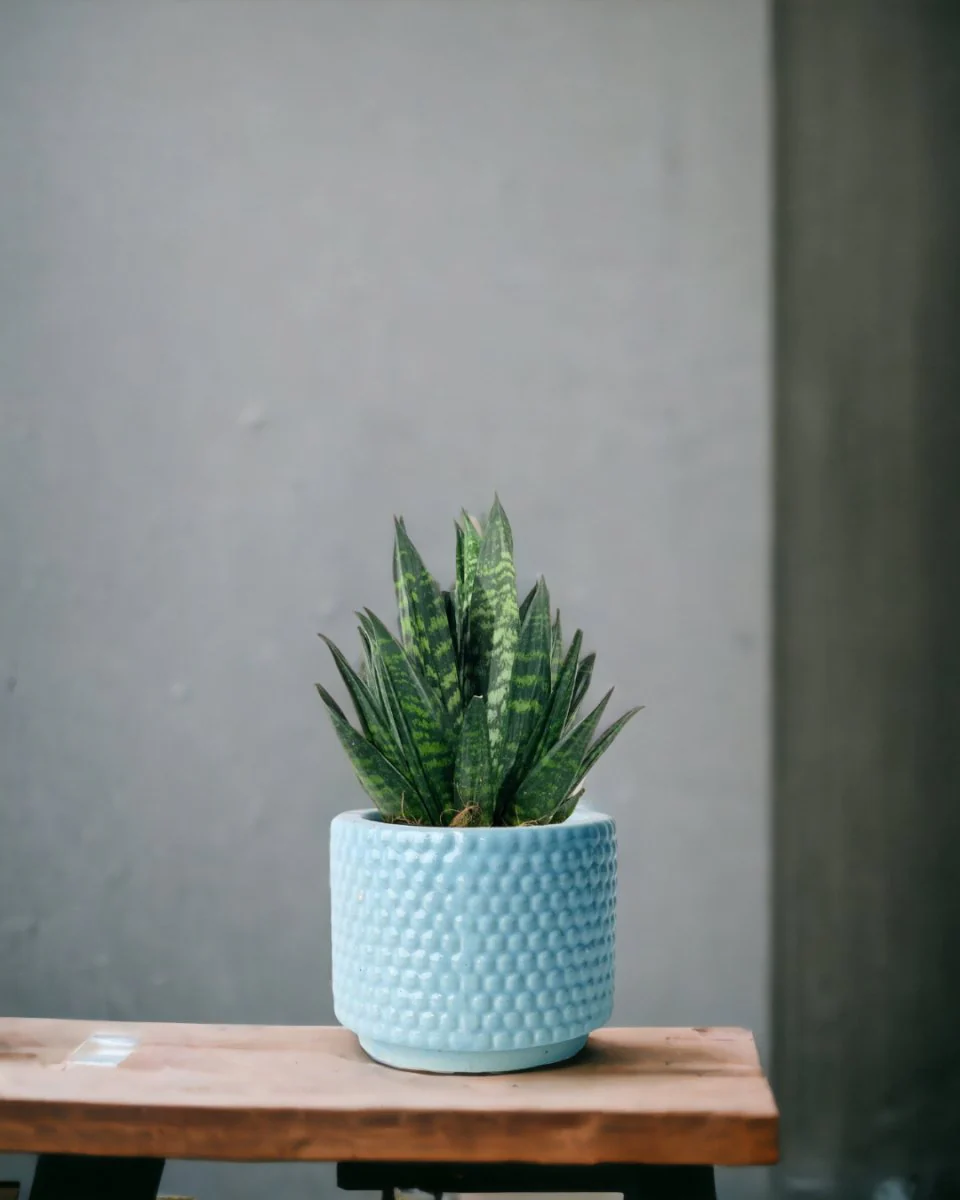 Sansevieria Trifasciata ‘Hahnii Crested’ - Image 2